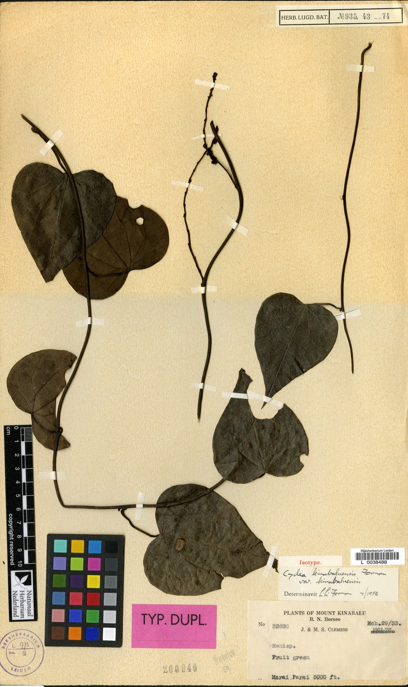 Cyclea kinabaluensis var. kinabaluensis