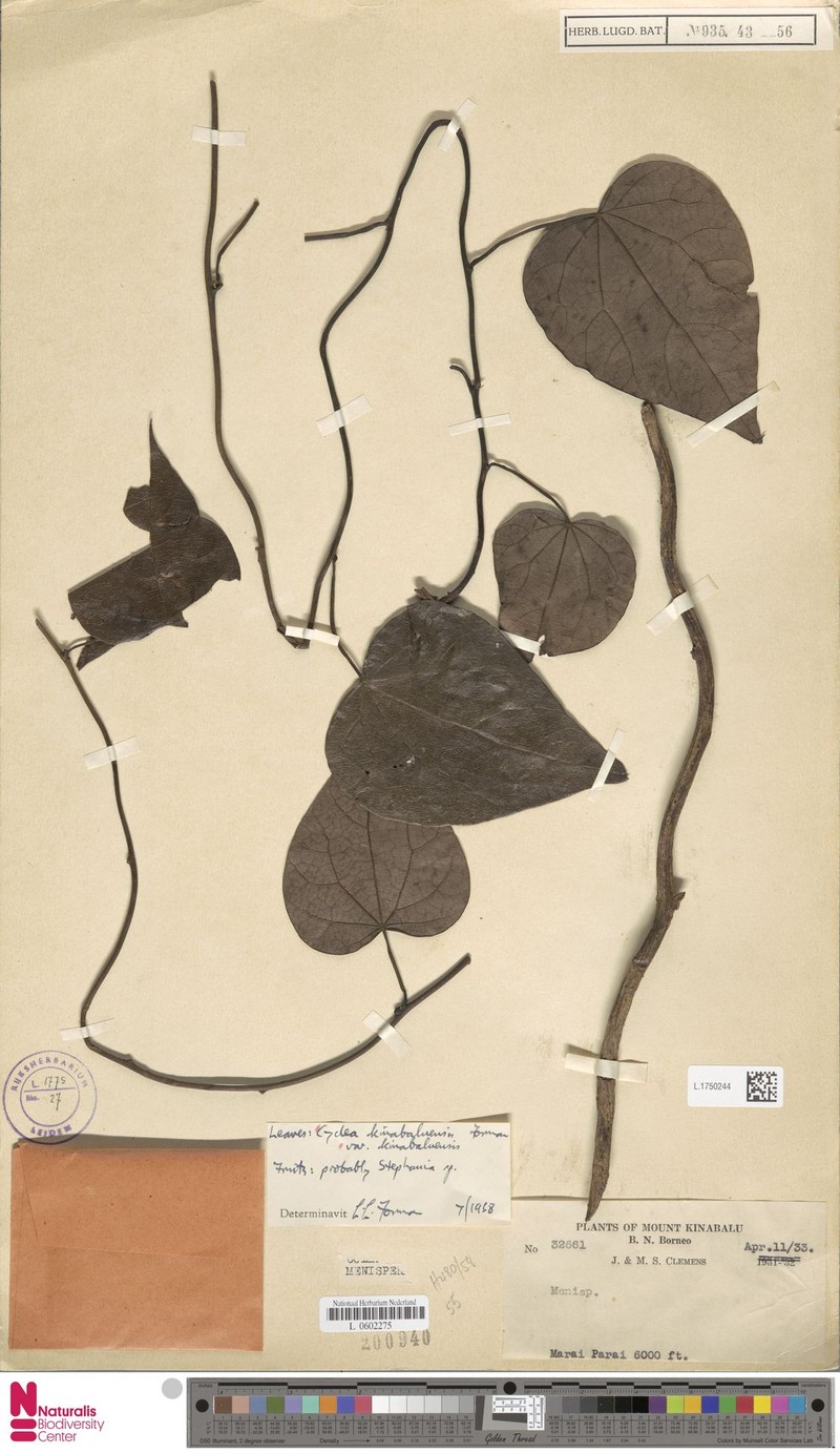 Cyclea kinabaluensis var. kinabaluensis photo 2
