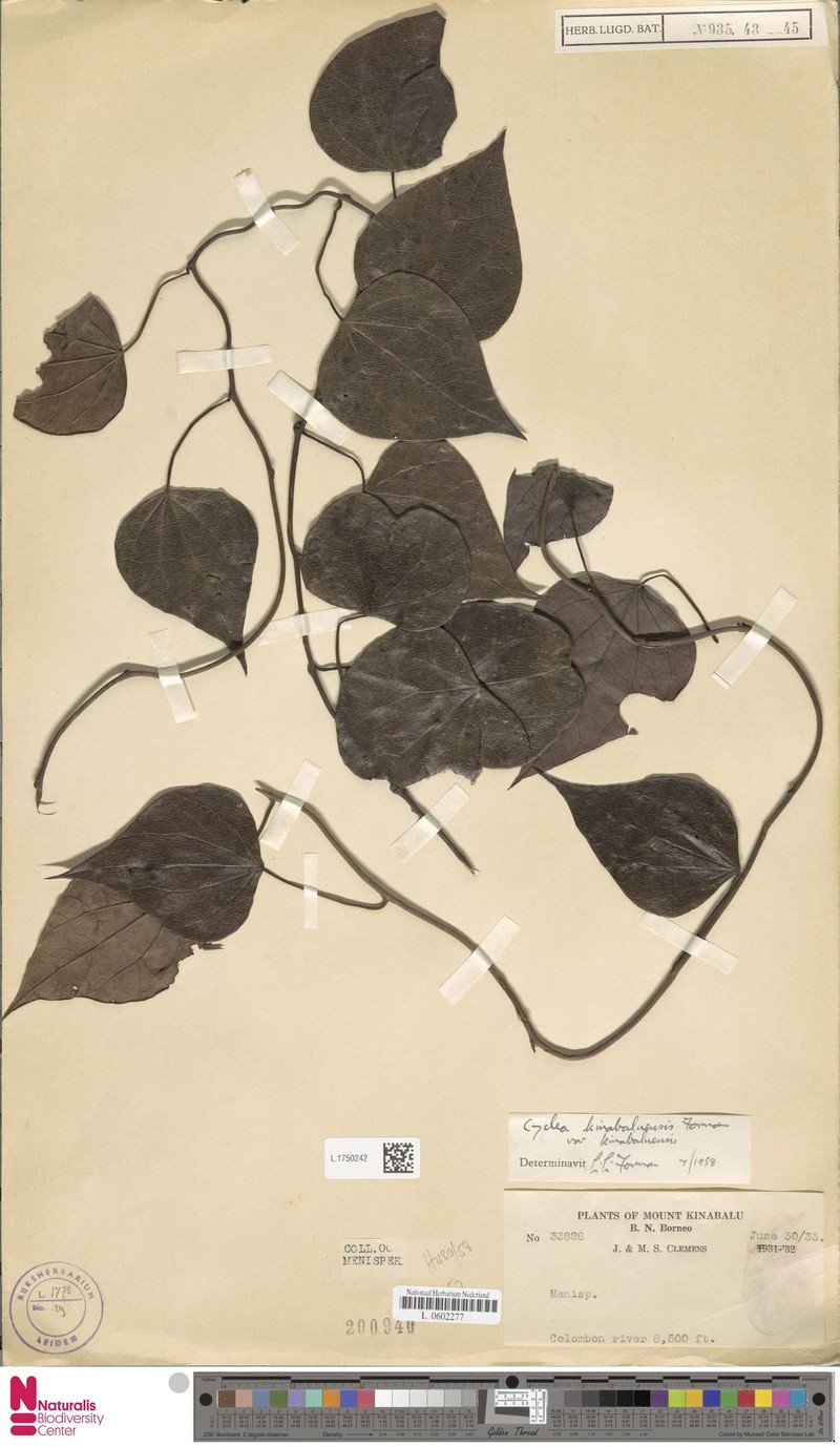 Cyclea kinabaluensis var. kinabaluensis photo 3
