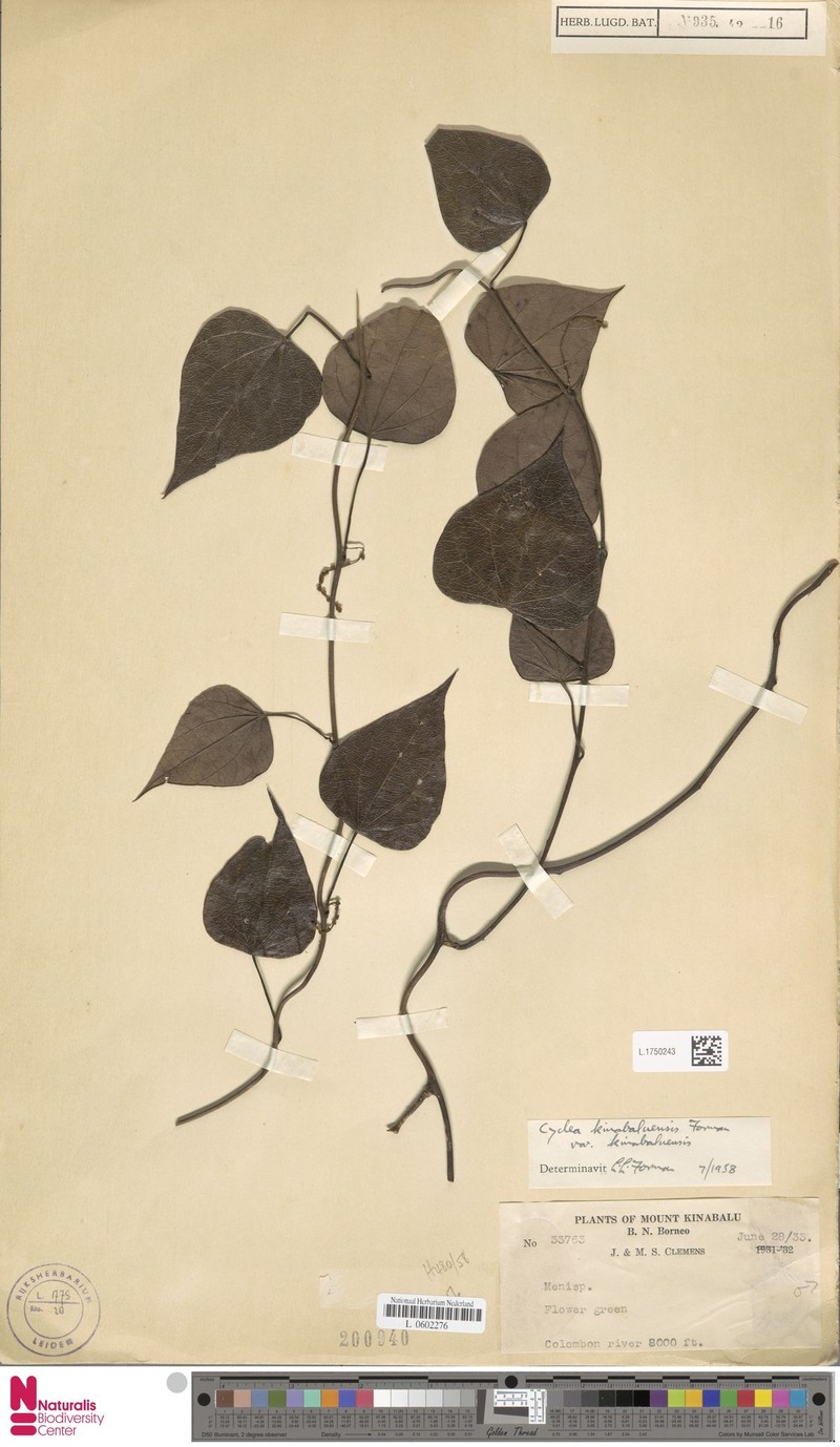 Cyclea kinabaluensis var. kinabaluensis photo 4