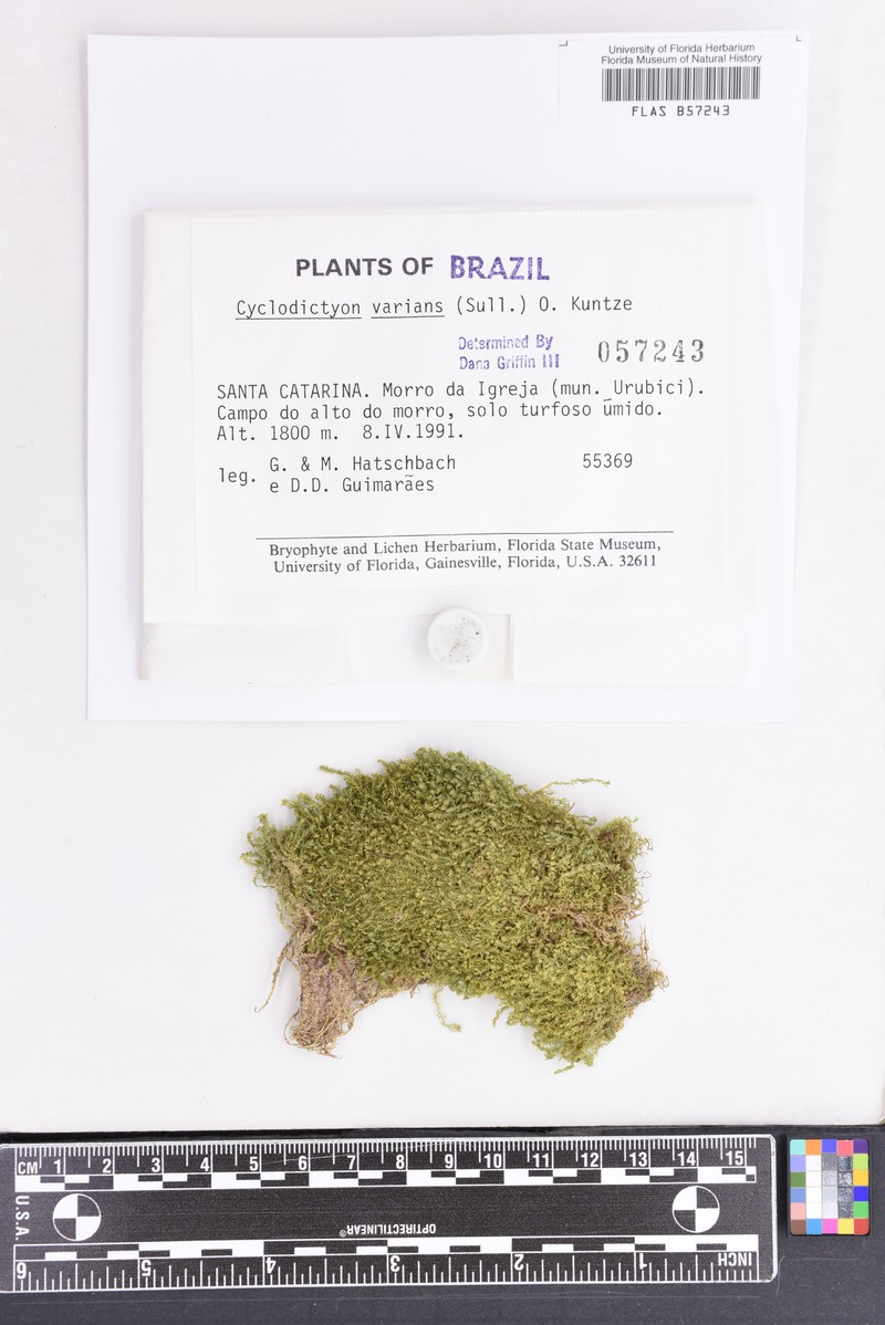 Cyclodictyon Moss