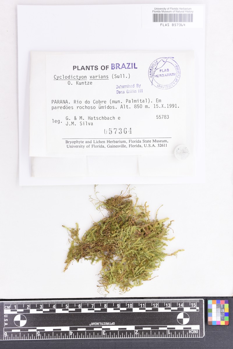 Cyclodictyon Moss photo 2