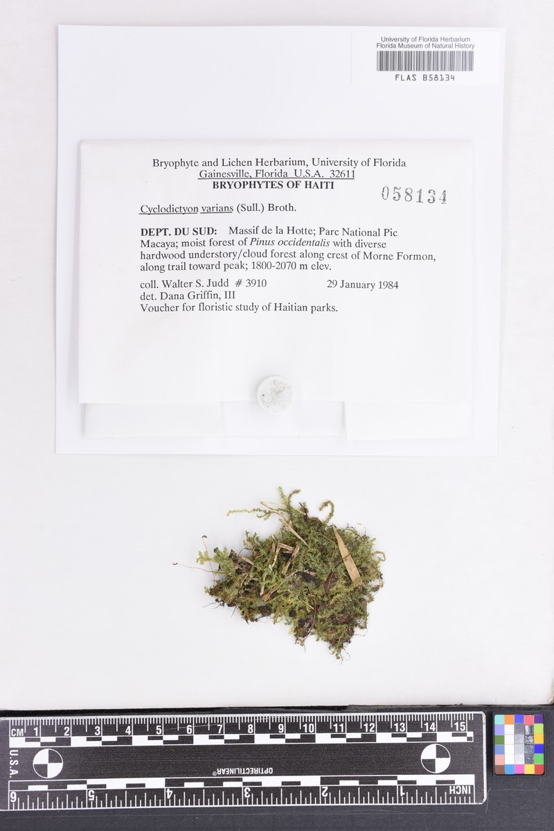 Cyclodictyon Moss photo 3