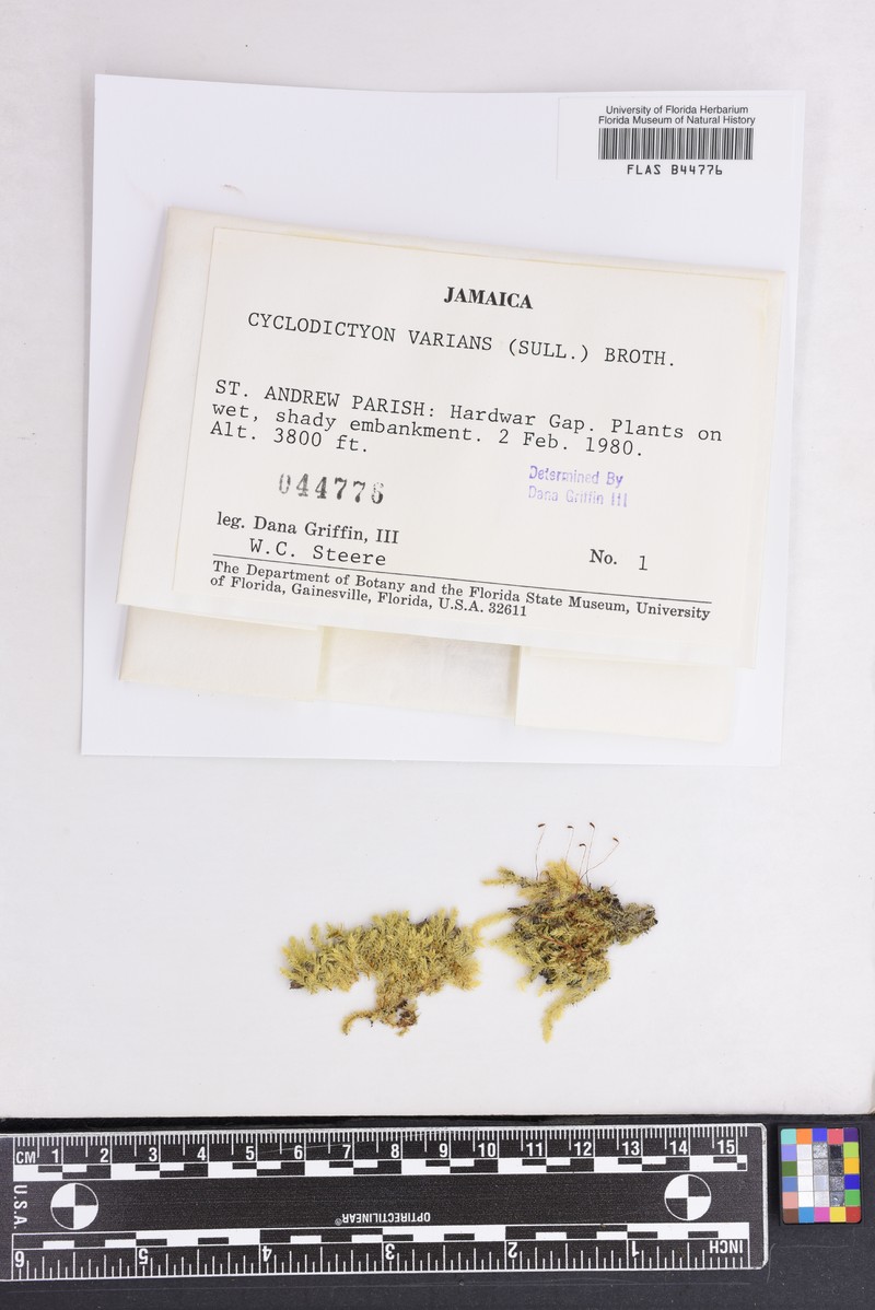 Cyclodictyon Moss photo 6