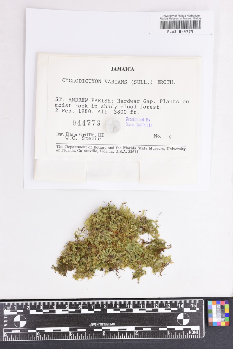Cyclodictyon Moss photo 7