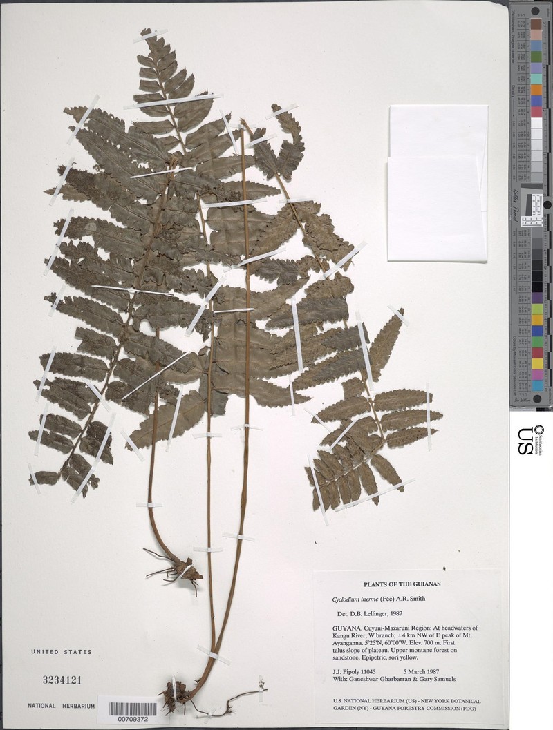Cyclodium alansmithii