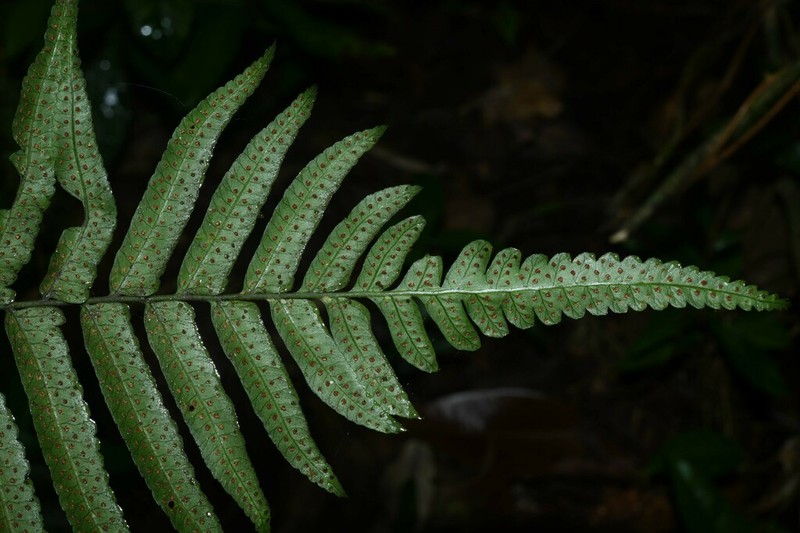 Cyclodium guianense