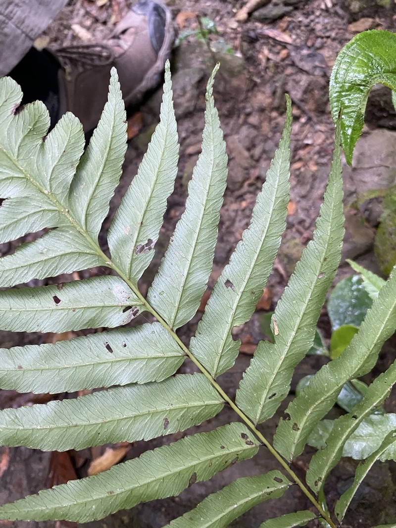 Cyclodium guianense photo 2