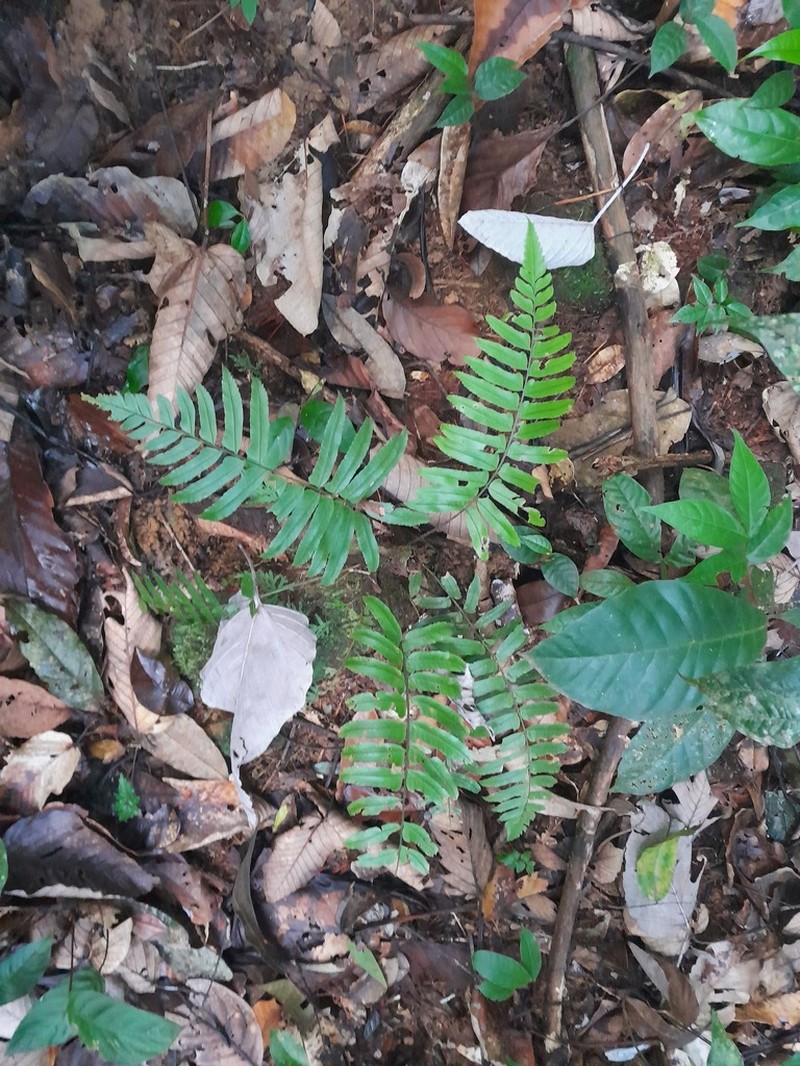 Cyclodium guianense photo 3