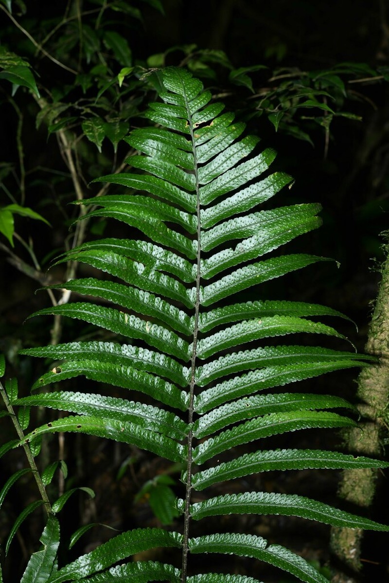 Cyclodium guianense photo 4