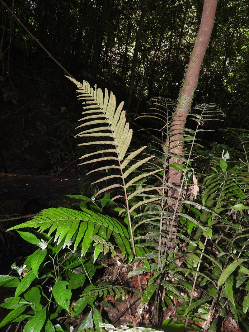 Cyclodium guianense photo 6