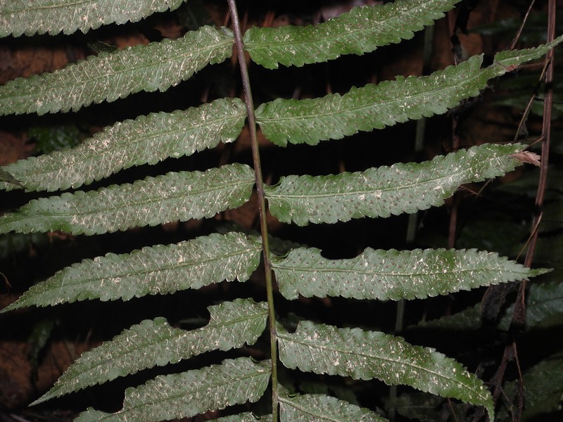 Cyclodium inerme photo 7