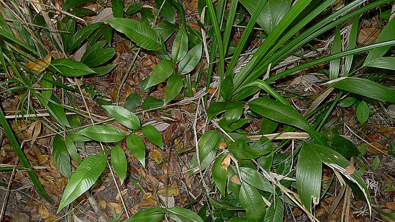 Cyclodium meniscioides
