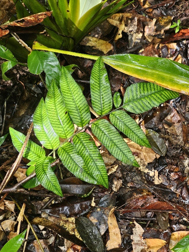 Cyclodium meniscioides photo 2