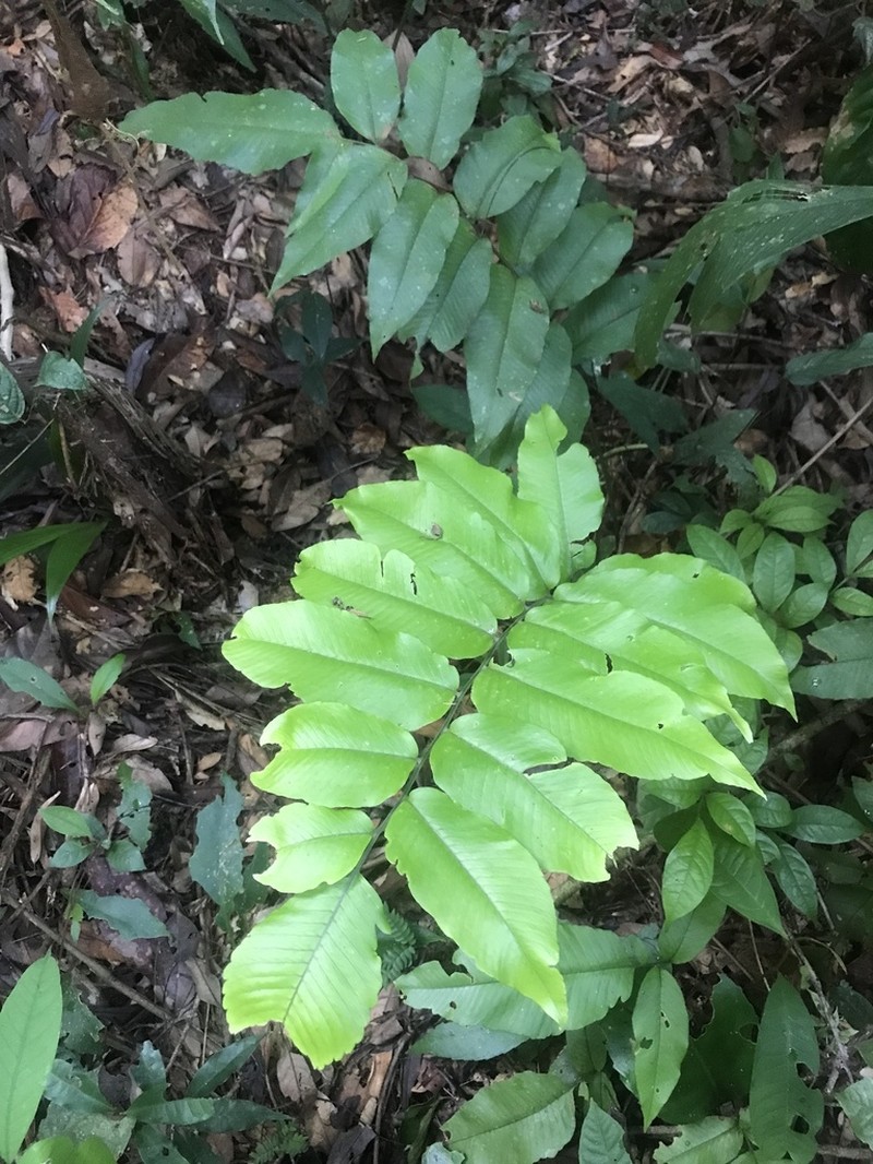 Cyclodium meniscioides photo 3
