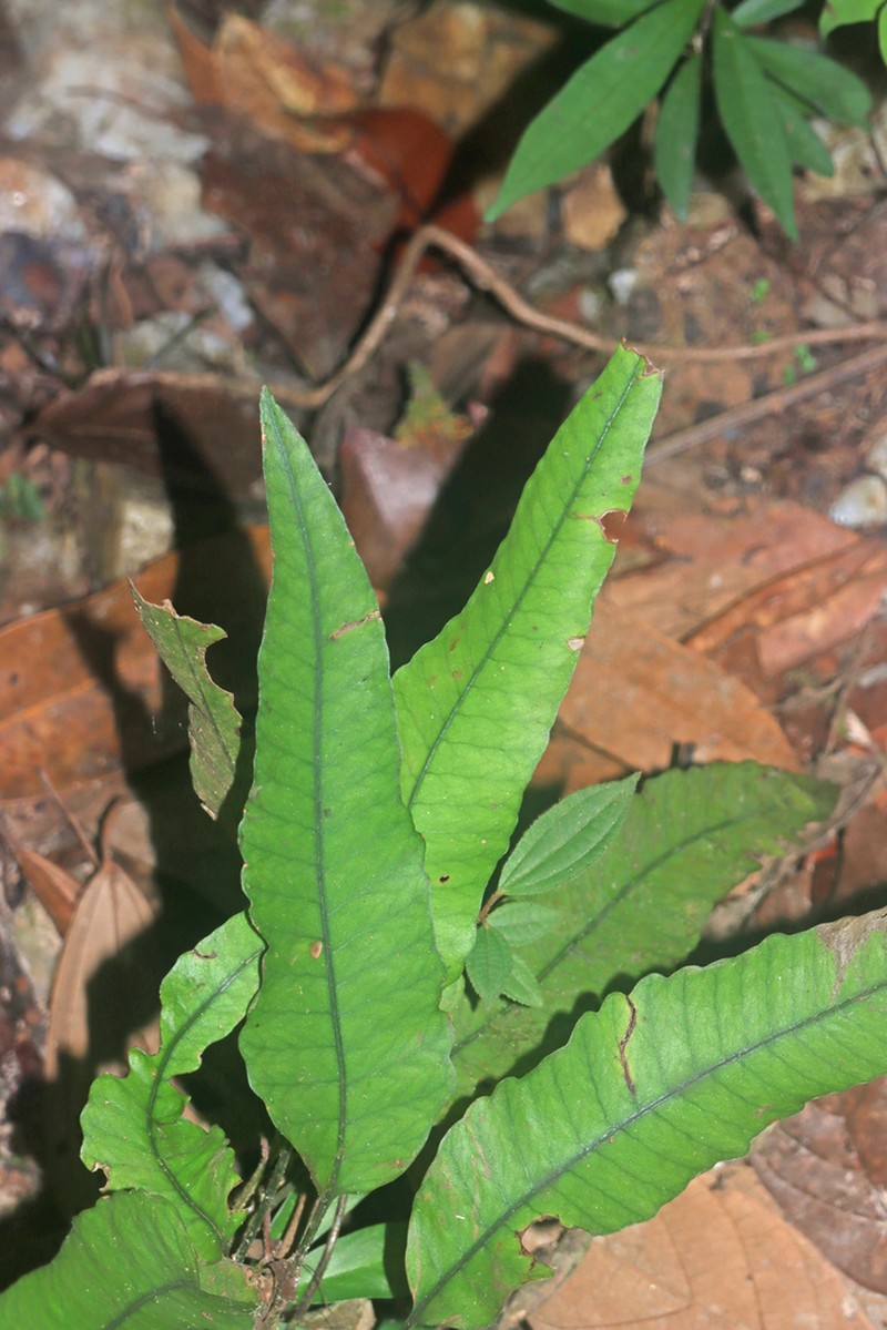 Cyclodium meniscioides photo 4
