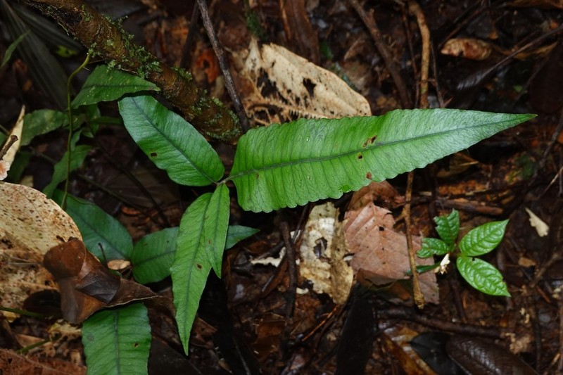 Cyclodium meniscioides photo 5