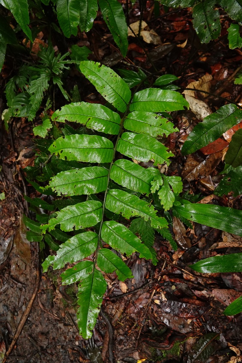 Cyclodium meniscioides photo 6