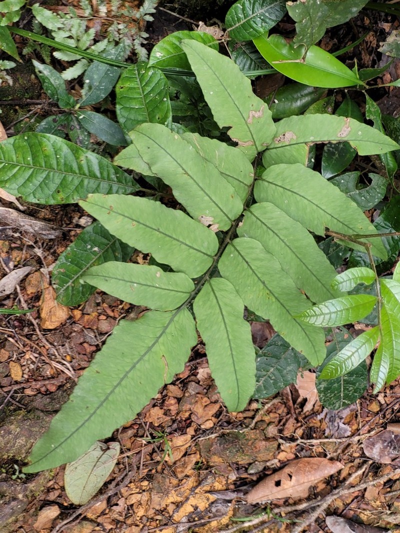 Cyclodium meniscioides photo 7