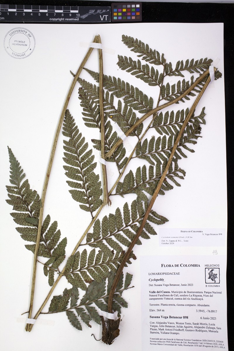 Cyclodium seemannii