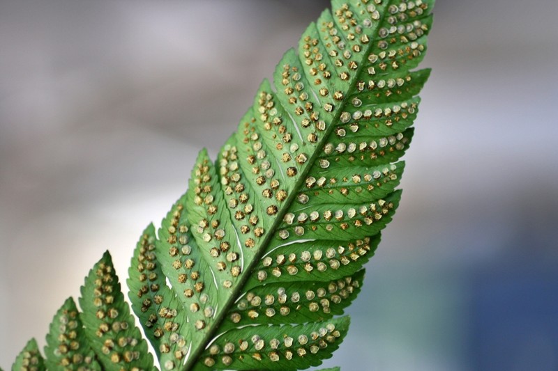 Cyclodium trianae