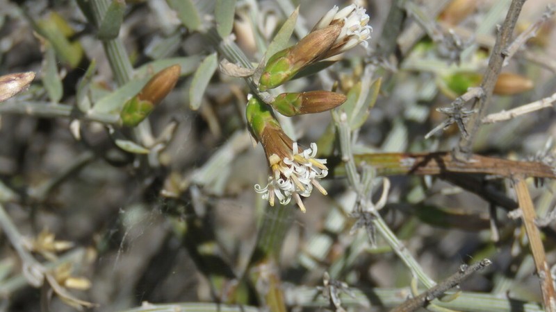 Cyclolepis genistoides photo 2