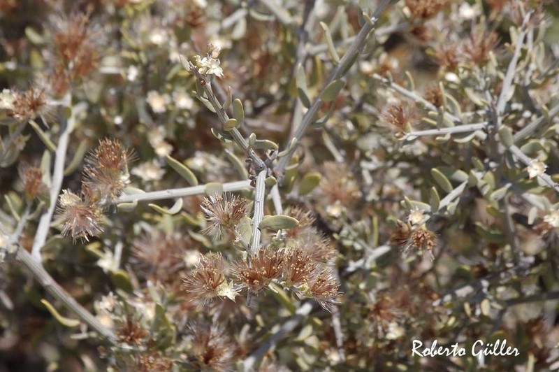 Cyclolepis genistoides photo 5