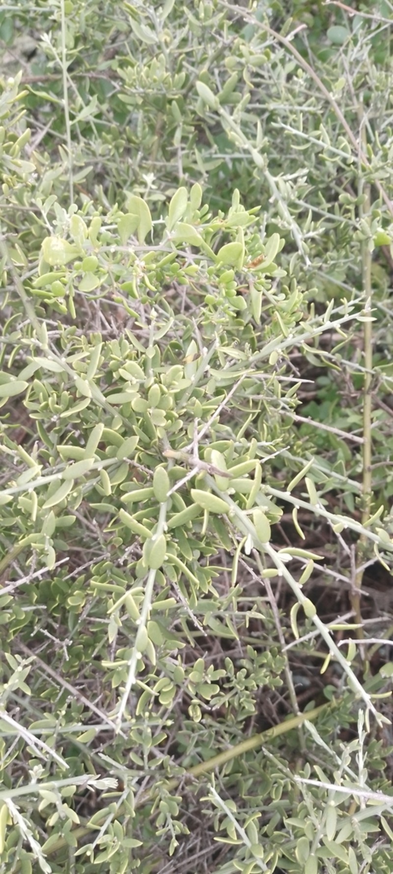 Cyclolepis genistoides photo 6