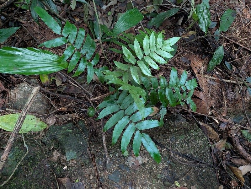 Cyclopeltis crenata