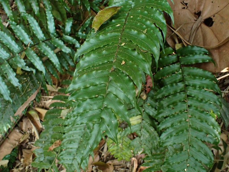 Cyclopeltis crenata photo 4