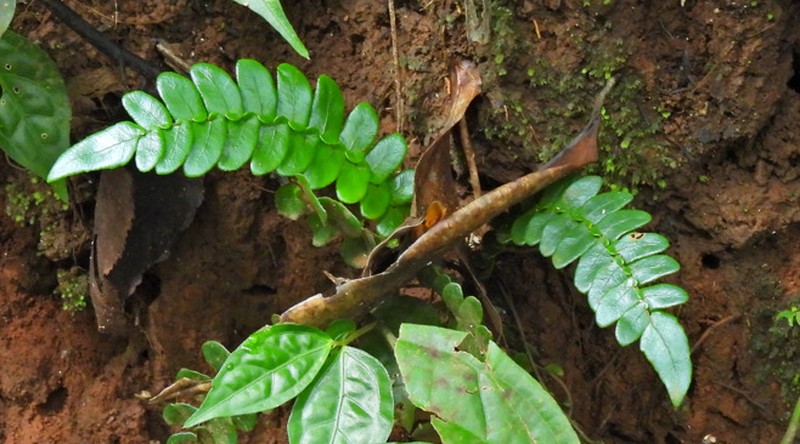 Cyclopeltis crenata photo 5