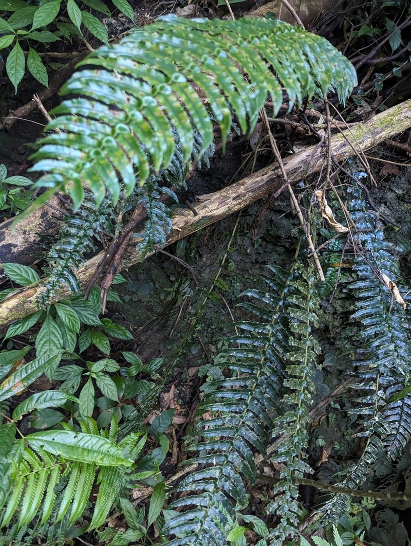 Cyclopeltis crenata photo 6
