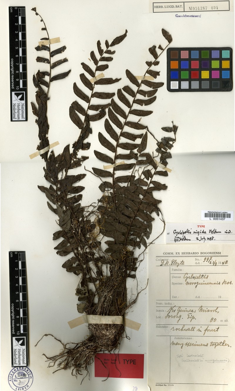 Cyclopeltis rigida