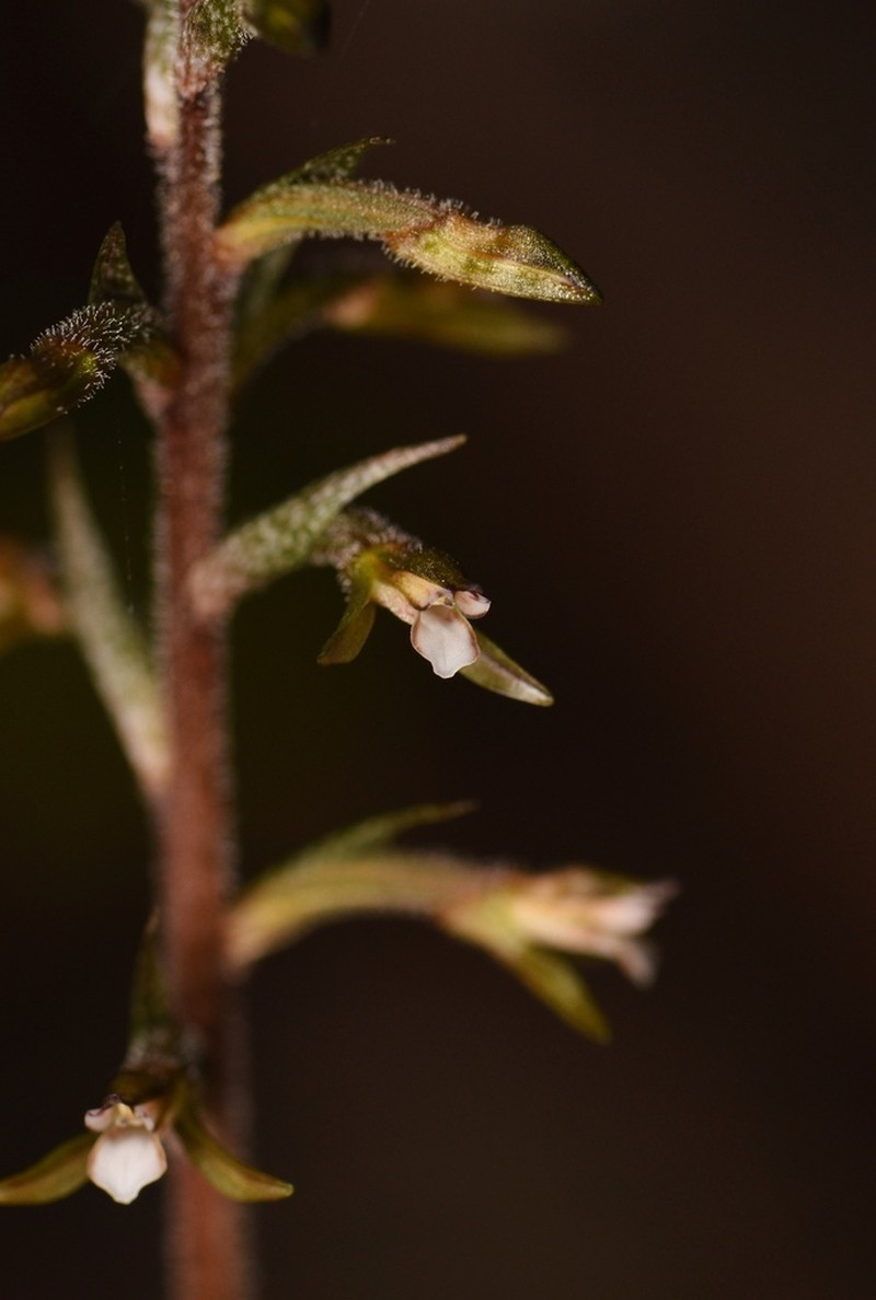 Cranichis-Like Ladies'-Tresses