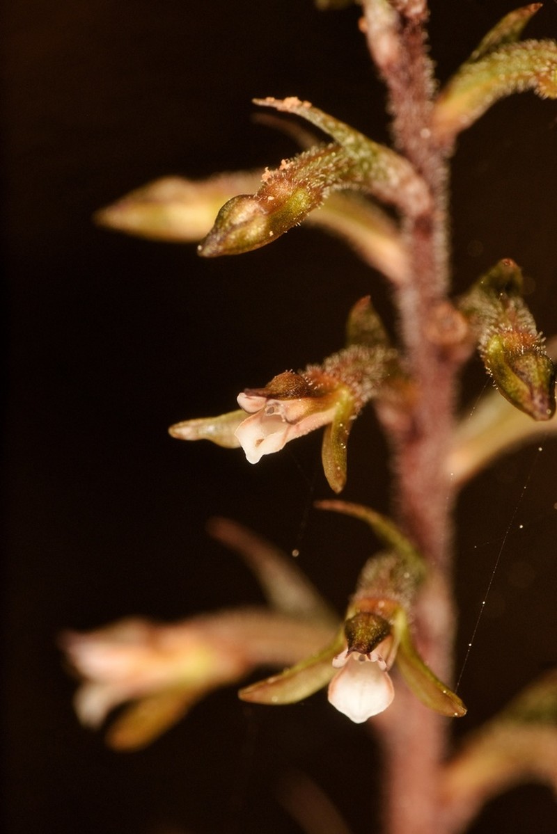 Cranichis-Like Ladies'-Tresses photo 2