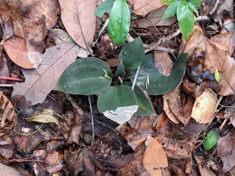Cranichis-Like Ladies'-Tresses photo 5