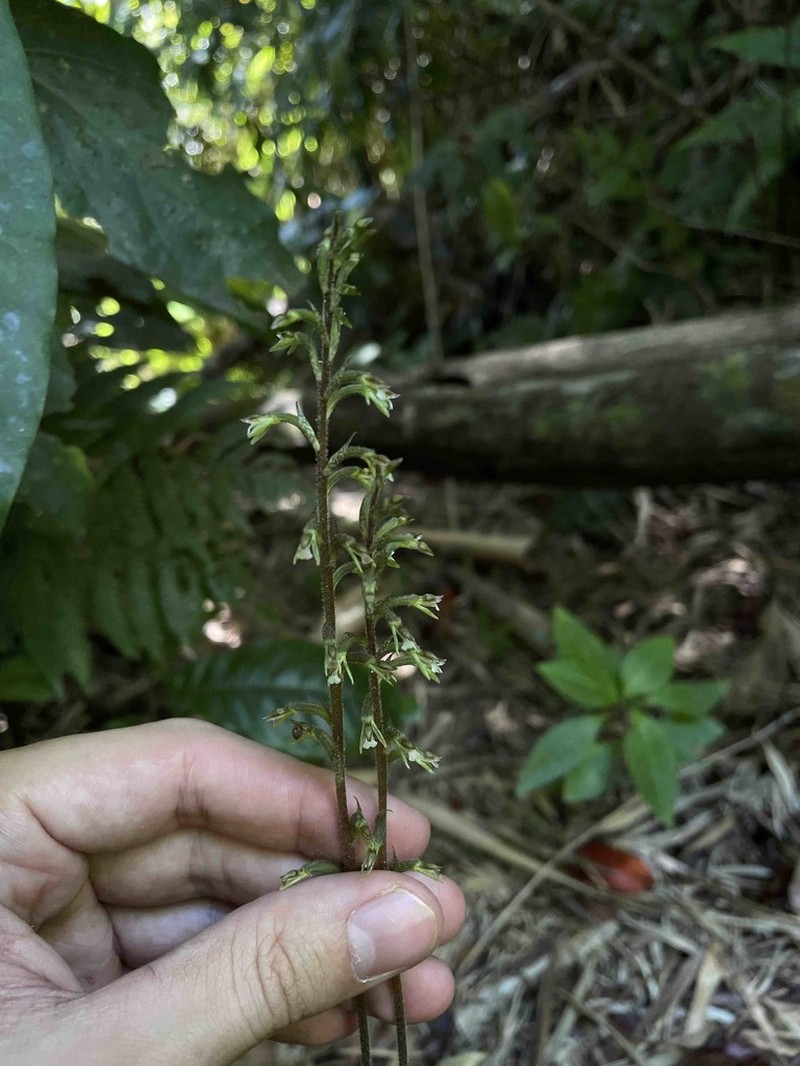 Cranichis-Like Ladies'-Tresses photo 6