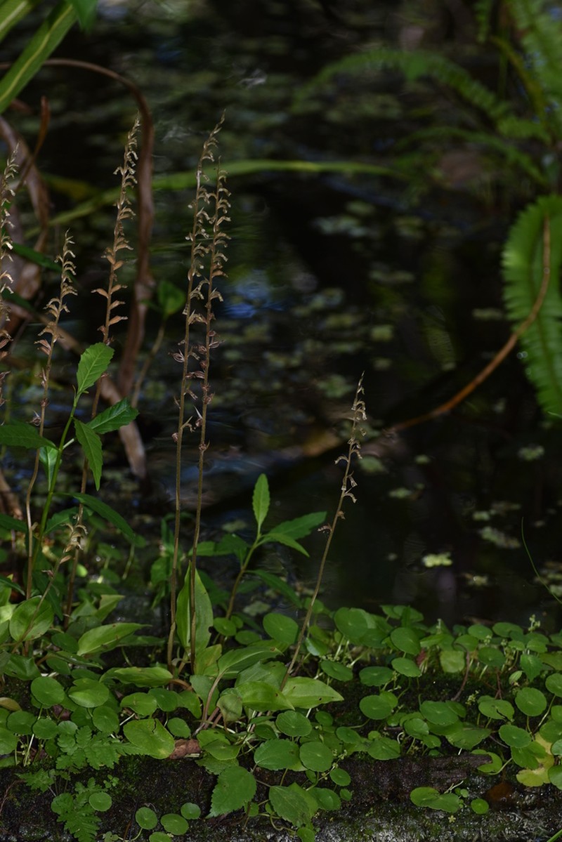 Tall Ladies'-Tresses