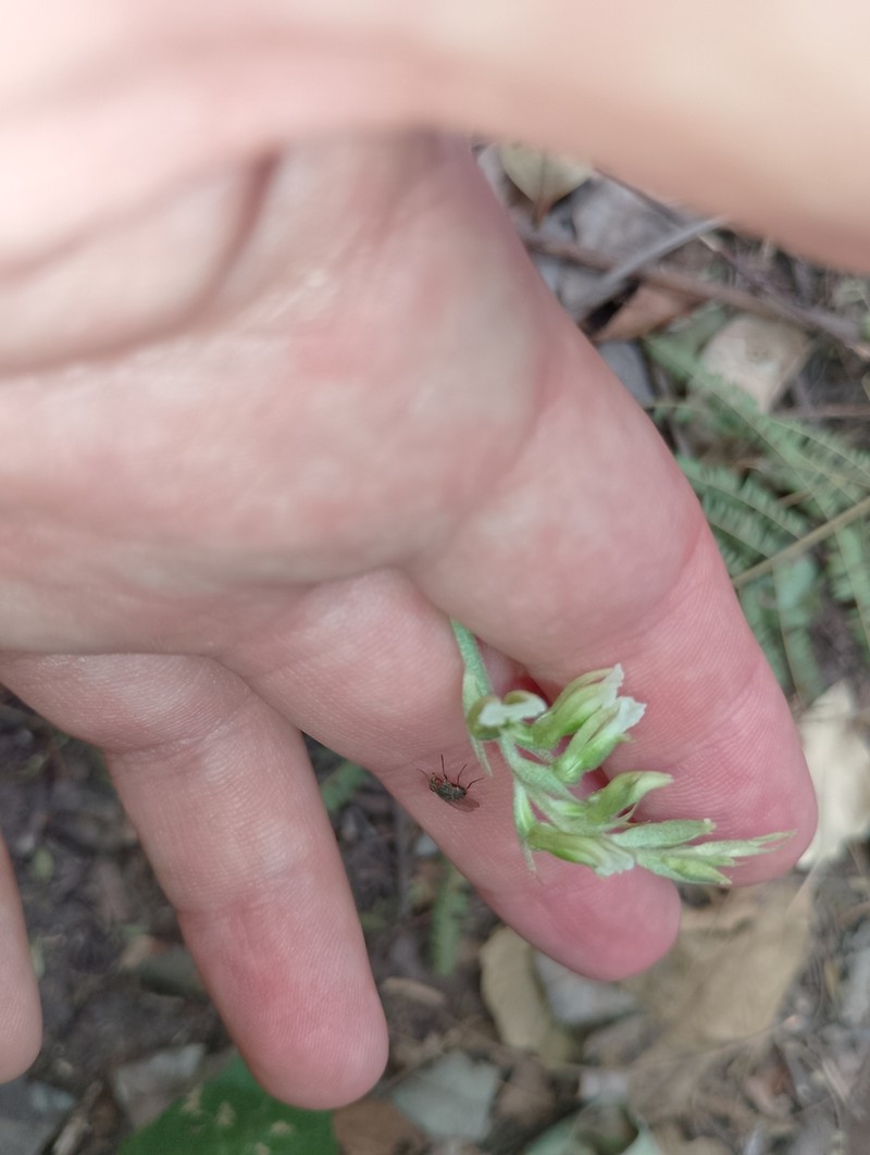 Tall Ladies'-Tresses photo 2