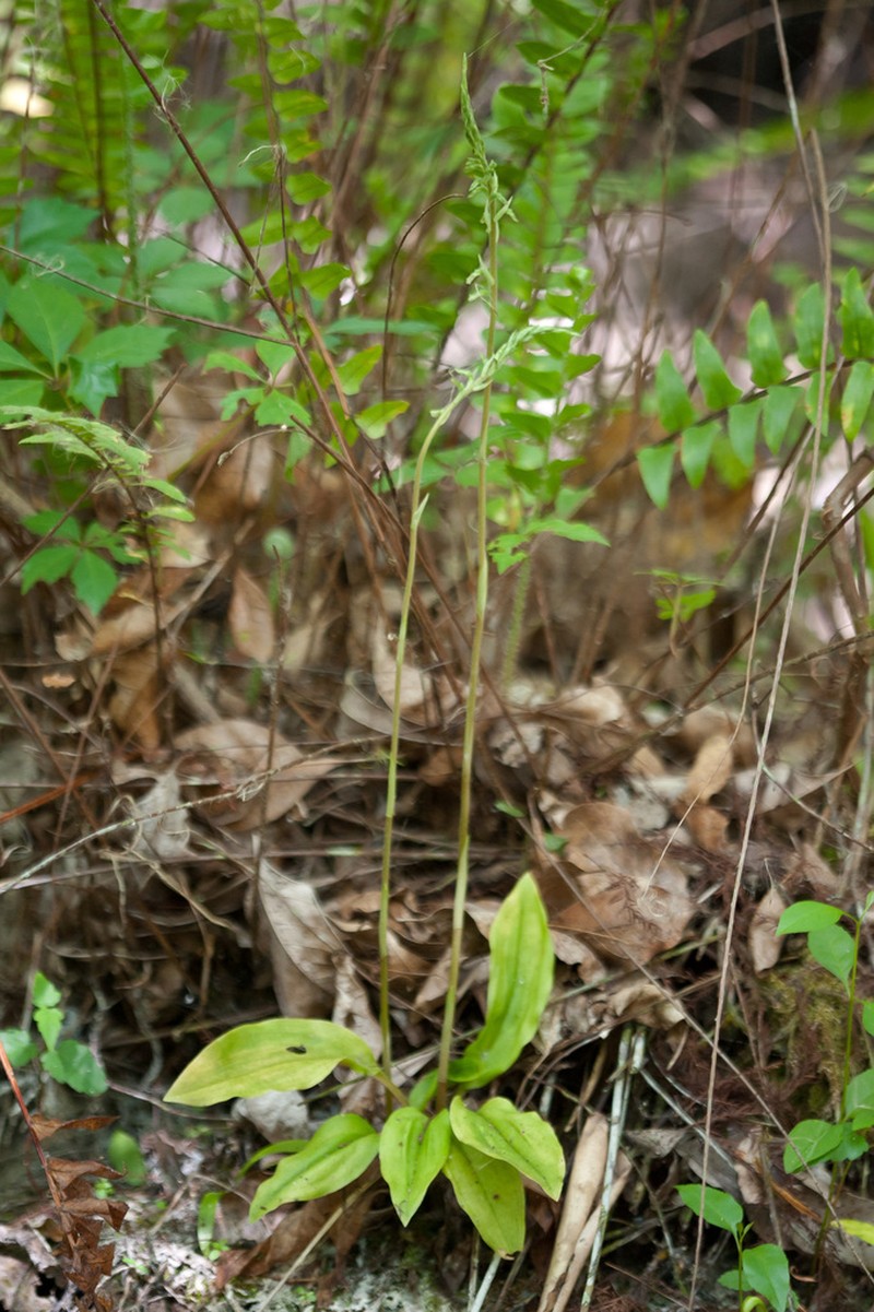 Tall Ladies'-Tresses photo 3