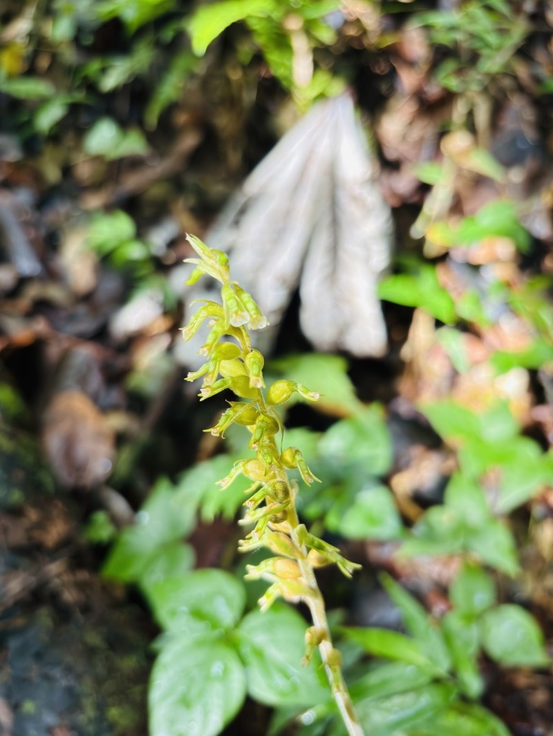 Tall Ladies'-Tresses photo 4