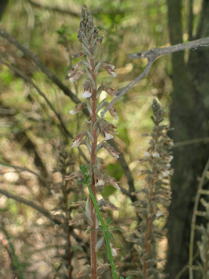 Tall Ladies'-Tresses photo 5