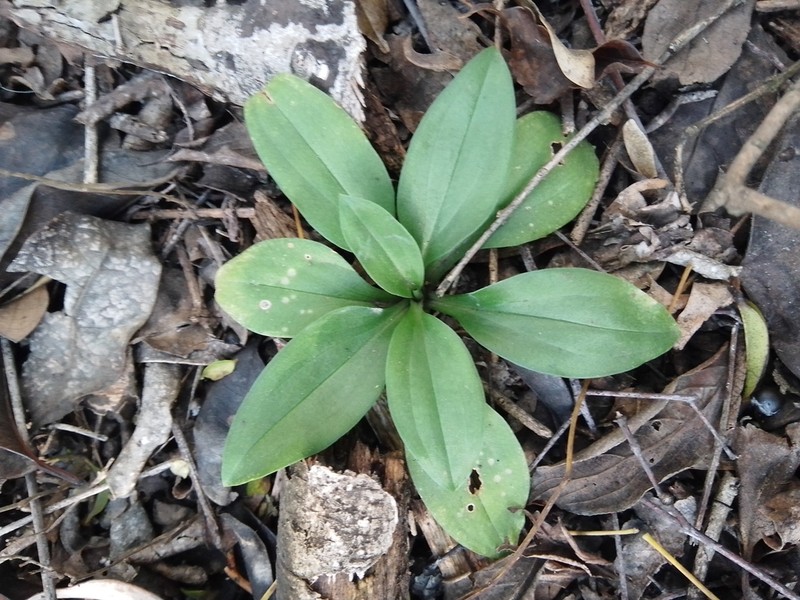 Tall Ladies'-Tresses photo 6