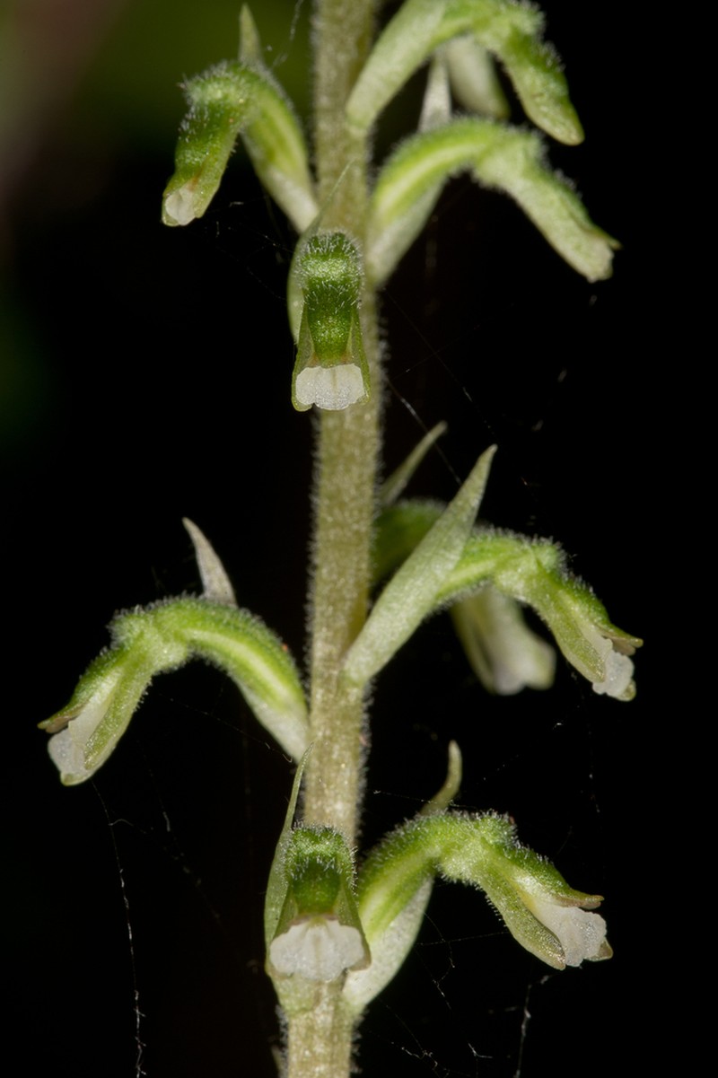 Tall Ladies'-Tresses photo 7