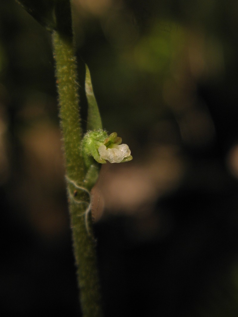 Tall Ladies'-Tresses photo 8