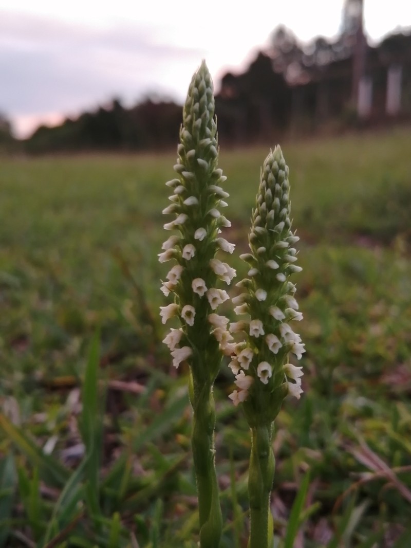 Cyclopogon guayanensis photo 2