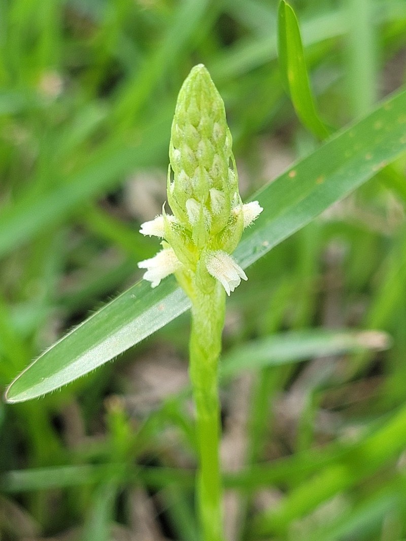 Cyclopogon guayanensis photo 3