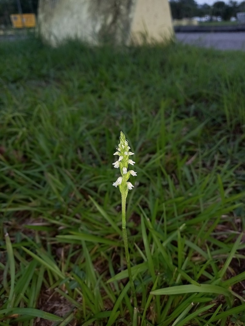 Cyclopogon guayanensis photo 5