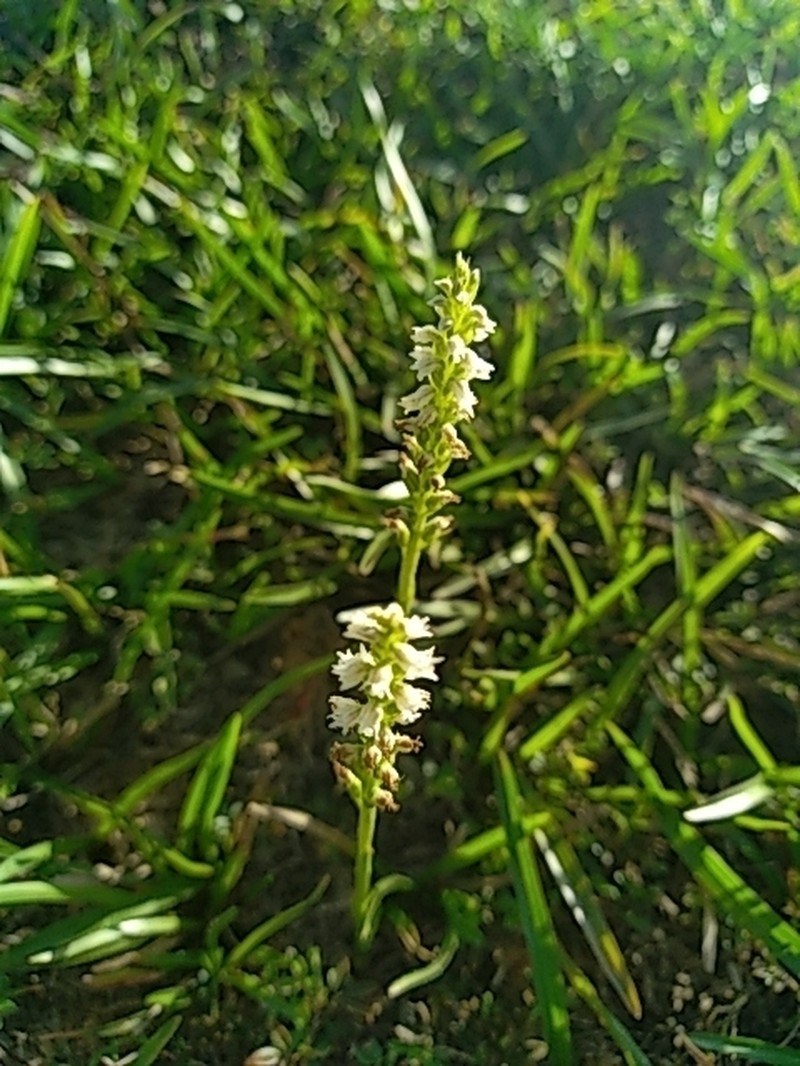 Cyclopogon guayanensis photo 6