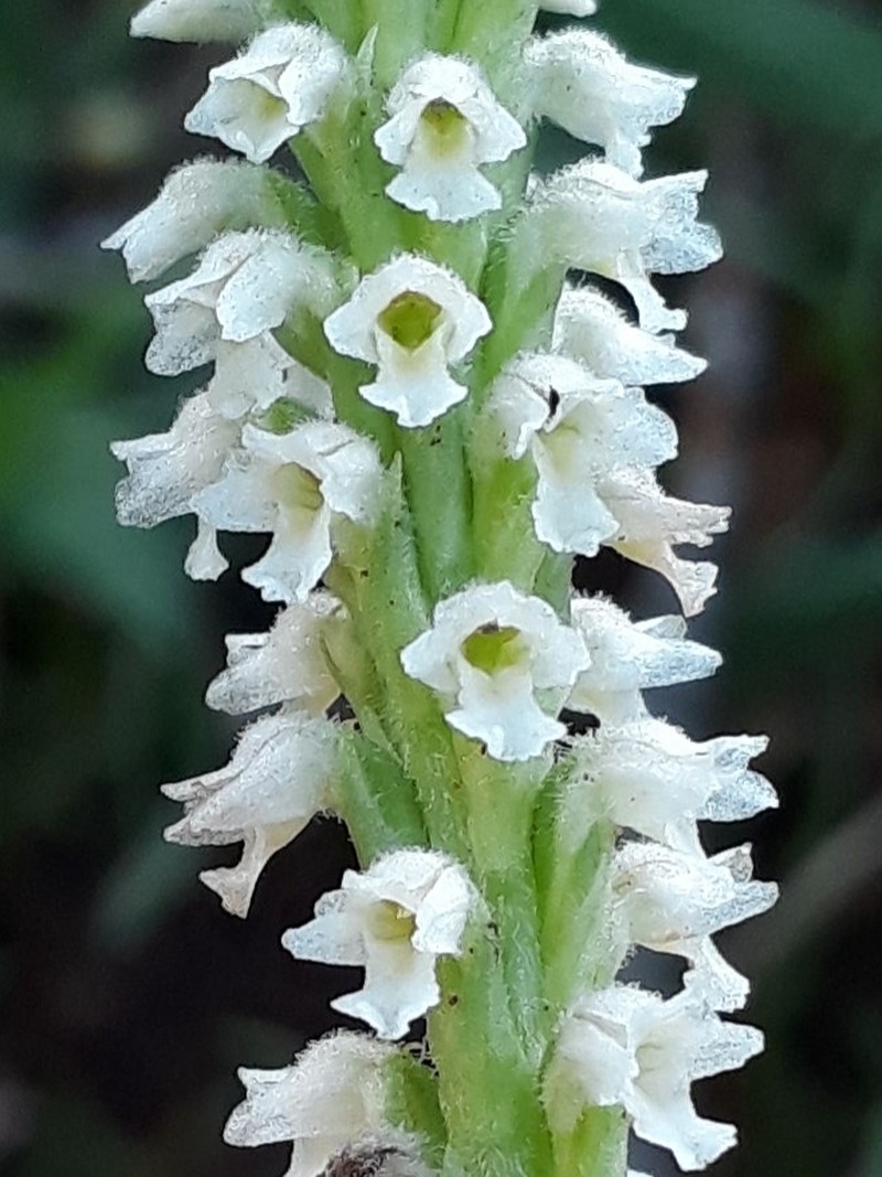 Cyclopogon guayanensis photo 7